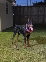 Miss Yellow 91% Euro, a female Doberman Pinscher for sale in Beasley, TX – Photo 6 of 8