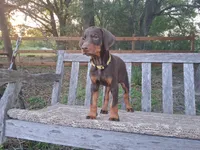 Miss Yellow 91% Euro, a female Doberman Pinscher for sale in Beasley, TX – 2 of 8