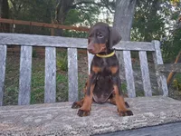Miss Yellow 91% Euro, a female Doberman Pinscher for sale in Beasley, TX – 4 of 8