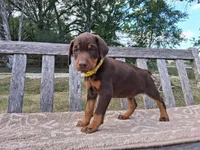 Miss Yellow 91% Euro, a female Doberman Pinscher for sale in Beasley, TX – Photo 4 of 8