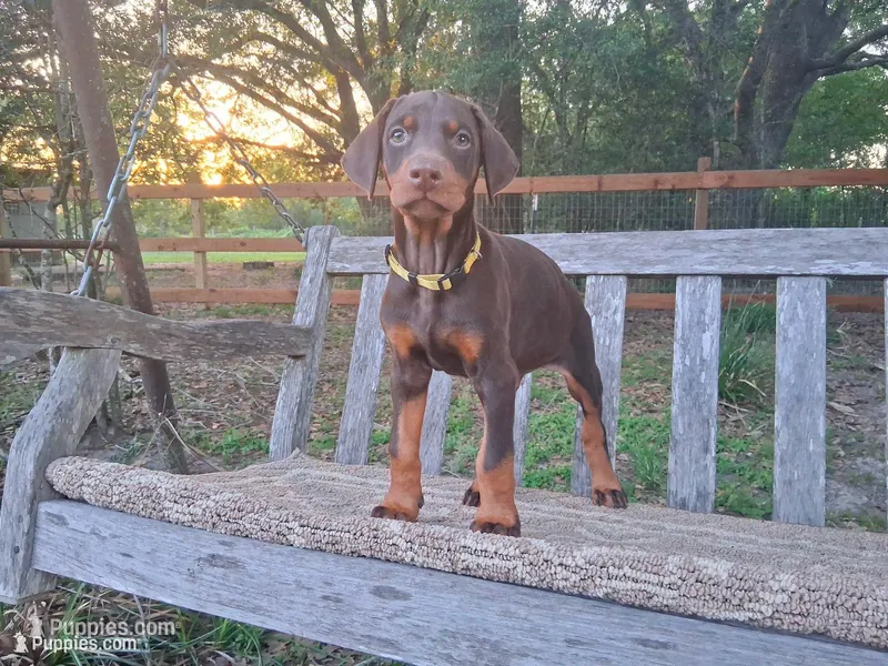 Miss Yellow 91% Euro – Doberman Pinscher puppy for sale in Beasley, TX