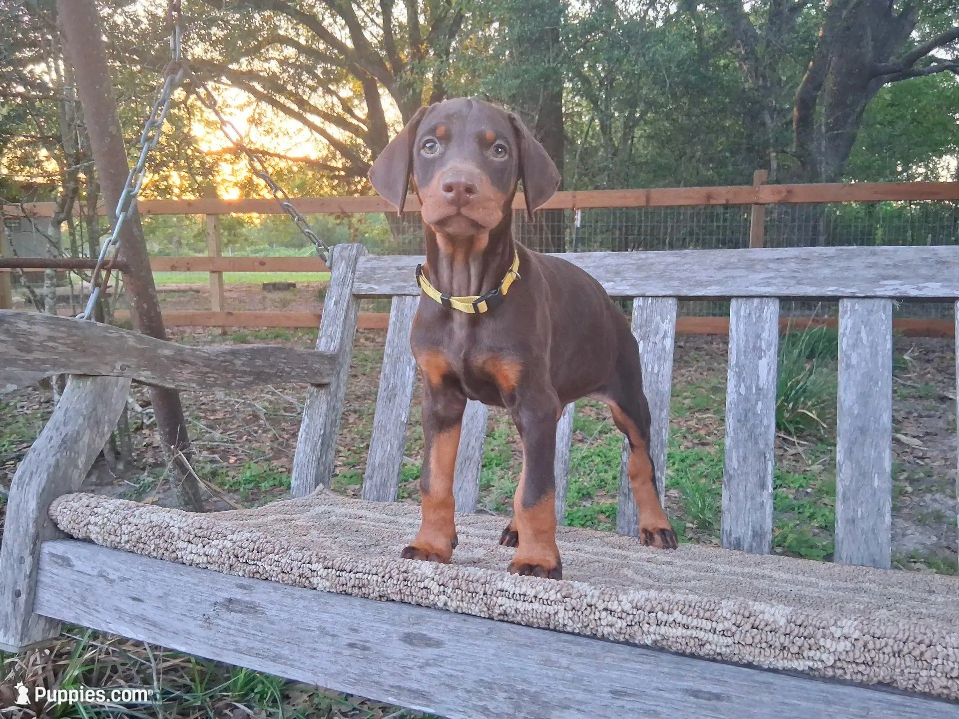 Miss Yellow 91% Euro, a female Doberman Pinscher for sale in Beasley, TX – 1 of 8