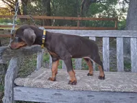 Miss Yellow 91% Euro, a female Doberman Pinscher for sale in Beasley, TX – 3 of 8
