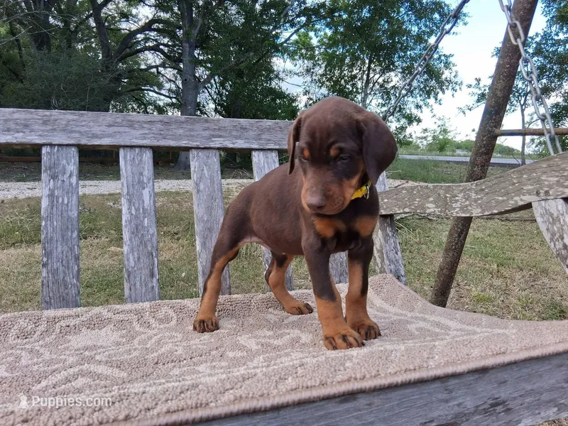 Miss Yellow 91% Euro – Doberman Pinscher puppy for sale in Beasley, TX