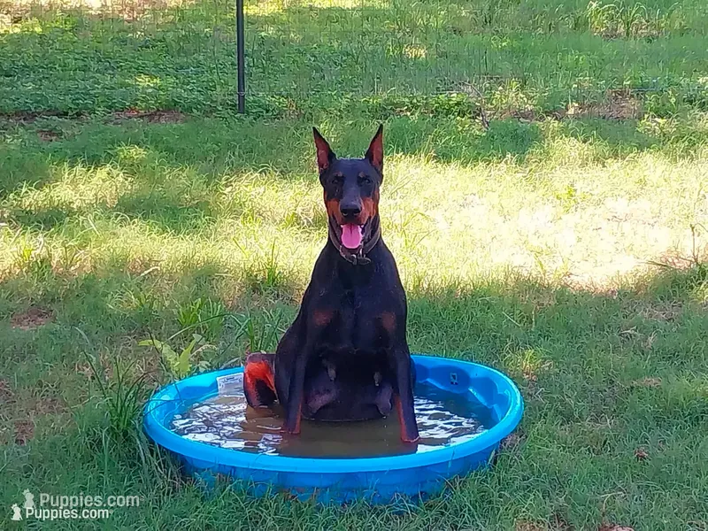 96% Euro litter, a  Doberman Pinscher for sale in Beasley, TX – 1 of 10