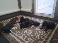 92% European pup, a male Doberman Pinscher for sale in Beasley, TX – 9 of 10