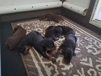 92% European pup, a male Doberman Pinscher for sale in Beasley, TX – 10 of 10