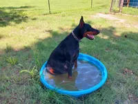 96% Euro litter, a  Doberman Pinscher for sale in Beasley, TX – 3 of 10