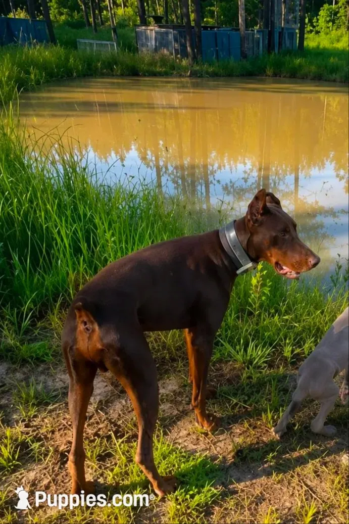 96% Euro litter, a  Doberman Pinscher for sale in Beasley, TX – 6 of 10
