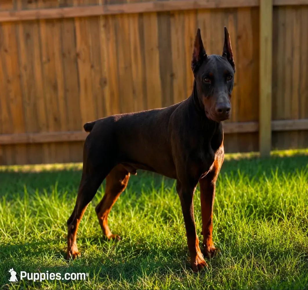 96% Euro litter, a  Doberman Pinscher for sale in Beasley, TX – 5 of 10