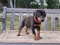 Mr Red 91% Euro, a male Doberman Pinscher for sale in Beasley, TX – Photo 3 of 8