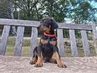 Mr Red 91% Euro, a male Doberman Pinscher for sale in Beasley, TX – Photo 4 of 8