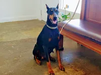 Mr Red 91% Euro, a male Doberman Pinscher for sale in Beasley, TX – Photo 8 of 8