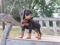 Mr Red 91% Euro, a male Doberman Pinscher for sale in Beasley, TX – Photo 2 of 8