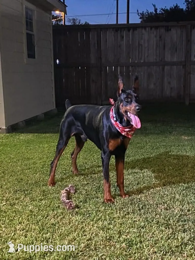 Miss Pink 91% Euro, a female Doberman Pinscher for sale in Beasley, TX – Photo 6 of 8