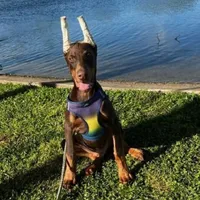 Upcoming 91% Euro pups, a  Doberman Pinscher for sale in Beasley, TX – Photo 7 of 9