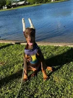 Expecting 92% European litter, a  Doberman Pinscher for sale in Beasley, TX – 7 of 7