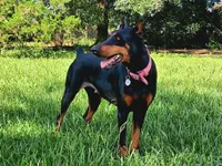 Expecting 92% European litter, a  Doberman Pinscher for sale in Beasley, TX – 4 of 7