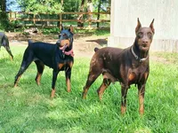 Expecting 92% European litter, a  Doberman Pinscher for sale in Beasley, TX – 6 of 7