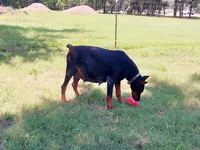 96% Euro litter, a  Doberman Pinscher for sale in Beasley, TX – 2 of 10