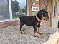 Miss Pink 91% Euro, a female Doberman Pinscher for sale in Beasley, TX – 5 of 9