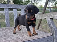Miss Pink 91% Euro, a female Doberman Pinscher for sale in Beasley, TX – Photo 2 of 8