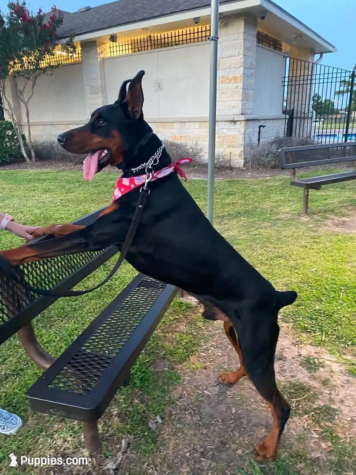 Miss Pink 91% Euro, a female Doberman Pinscher for sale in Beasley, TX – 6 of 9