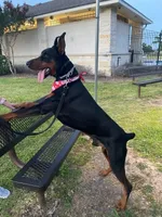 Miss Pink 91% Euro, a female Doberman Pinscher for sale in Beasley, TX – Photo 5 of 8