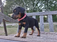 Miss Pink 91% Euro, a female Doberman Pinscher for sale in Beasley, TX – Photo 3 of 8