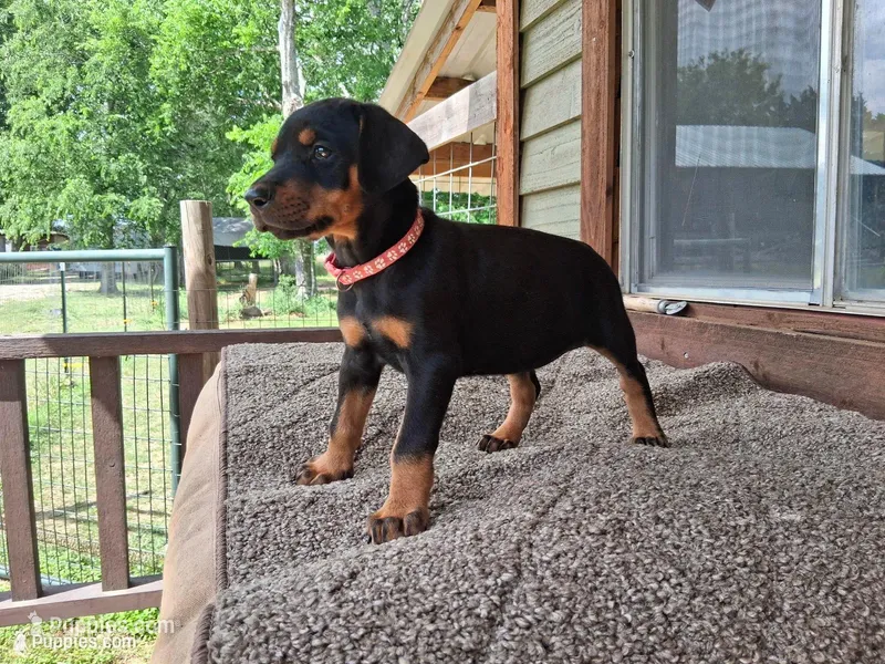 Miss Pink 91% Euro – Doberman Pinscher puppy for sale in Beasley, TX