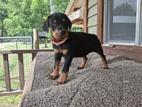 Miss Pink 91% Euro, a female Doberman Pinscher for sale in Beasley, TX – 3 of 9