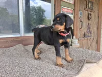 Miss Pink 91% Euro, a female Doberman Pinscher for sale in Beasley, TX – 4 of 9