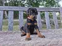 Miss Pink 91% Euro, a female Doberman Pinscher for sale in Beasley, TX – Photo 4 of 8