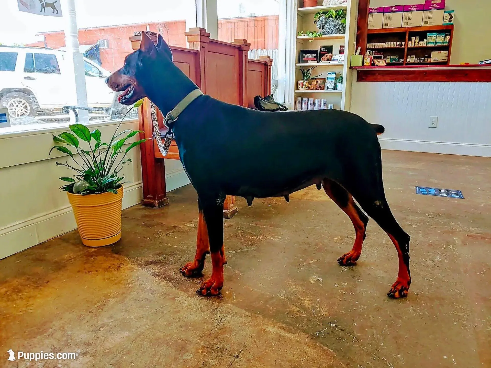 Miss Pink 91% Euro, a female Doberman Pinscher for sale in Beasley, TX – 9 of 9