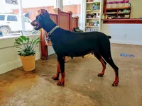 Miss Pink 91% Euro, a female Doberman Pinscher for sale in Beasley, TX – Photo 8 of 8