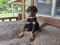 Miss Pink 91% Euro, a female Doberman Pinscher for sale in Beasley, TX – 2 of 9