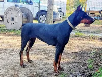 96% Euro litter, a  Doberman Pinscher for sale in Beasley, TX – 4 of 10