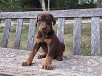 Mr. Black 91% Euro , a male Doberman Pinscher for sale in Beasley, TX – Photo 4 of 9