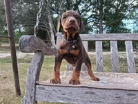 Mr. Black 91% Euro , a male Doberman Pinscher for sale in Beasley, TX – Photo 2 of 9