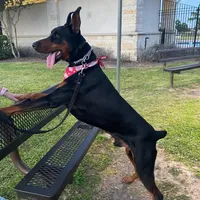 Expecting 91% Euro litter, a  Doberman Pinscher for sale in Beasley, TX – Photo 2 of 10