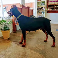 Expecting 91% Euro litter, a  Doberman Pinscher for sale in Beasley, TX – Photo 5 of 10