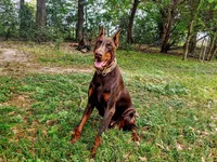 Upcoming 91% Euro pups, a  Doberman Pinscher for sale in Beasley, TX – 2 of 8