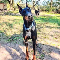 Upcoming 91% Euro pups, a  Doberman Pinscher for sale in Beasley, TX – 3 of 8