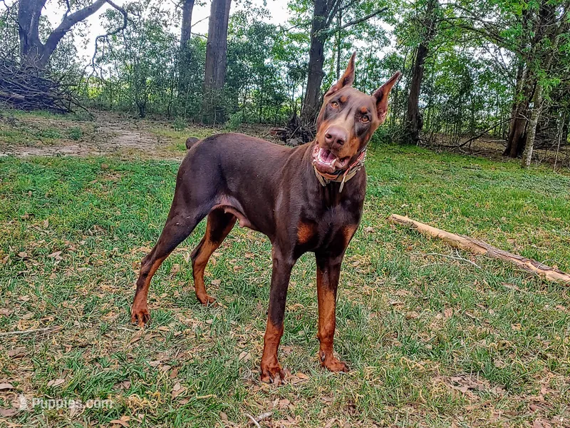 Upcoming 91% Euro pups – Doberman Pinscher puppy for sale in Beasley, TX