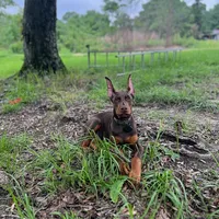 Expecting 91% Euro litter, a  Doberman Pinscher for sale in Beasley, TX – Photo 7 of 10