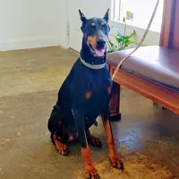 Expecting 91% Euro litter, a  Doberman Pinscher for sale in Beasley, TX – Photo 4 of 10