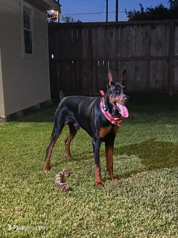 Expecting 91% Euro litter