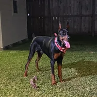 Expecting 91% Euro litter, a  Doberman Pinscher for sale in Beasley, TX – Photo 1 of 10