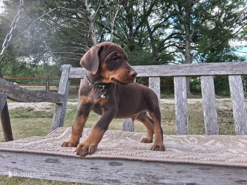 Mr. Black 91% Euro  – Doberman Pinscher puppy for sale in Beasley, TX