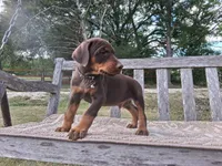Mr. Black 91% Euro , a male Doberman Pinscher for sale in Beasley, TX – Photo 1 of 9